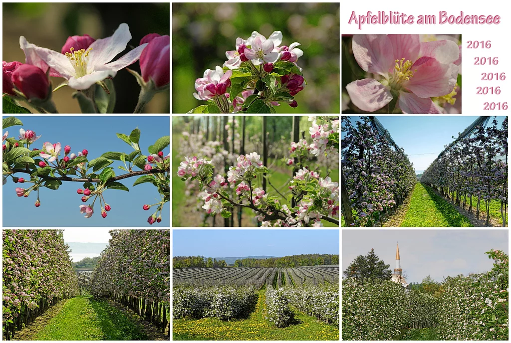 collage_apfelbluete_2016_1024.webp