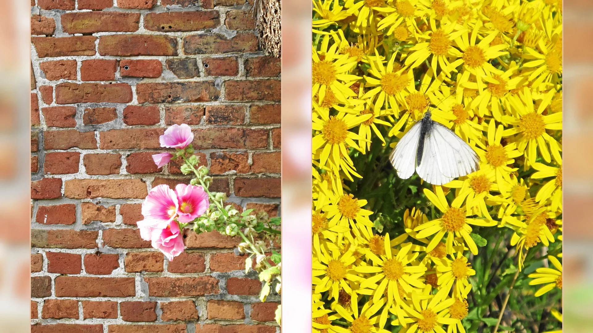 PortraitToLandscape_2Bilder.webp