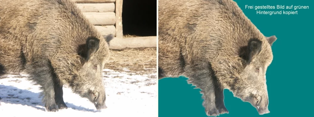 Wildschweine.webp