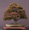 Dscn02851v.webp