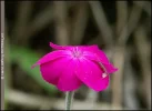 rpict9934_a2.webp