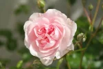 DSCF0004_1.webp