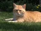 Balti_raw.webp