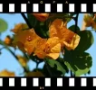 rme_bougouainvillea2_diarahmen.webp