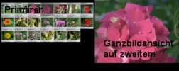 Primaer2.webp