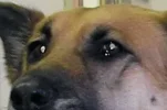 Hund.webp