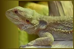 Barti1.webp