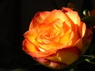 RIMG0040_800x600.webp