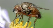 Fliege.webp