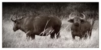 Büffel monochromix.webp