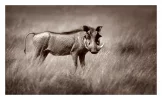 Warthog_Sepia.webp