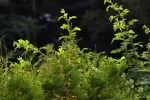 test.webp