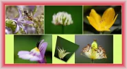 Collage.webp