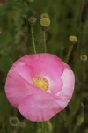 Klostergarten.webp