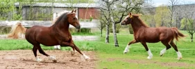Pferdebanner.webp