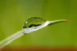Regentropfen mit unterem Rand.webp