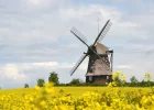DSC_8128  Raps kleines  1.webp