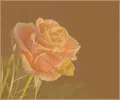 Transp    kl     Rose_ff.webp