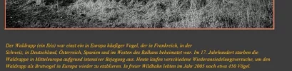 2b.webp