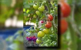 PortraittoLandscape.webp PortraittoLandscape.webp