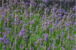 Gitterergebnis.webp Gitterergebnis.webp