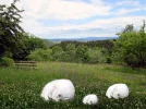 Landschaft mit Katze1.webp