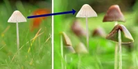 Pilz einfügen.webp