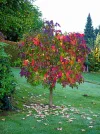 2018-10-20_bunter_Baum.webp