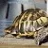 schildpad