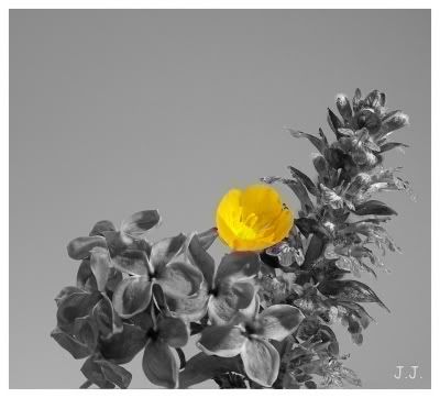 Blume1681s.jpg