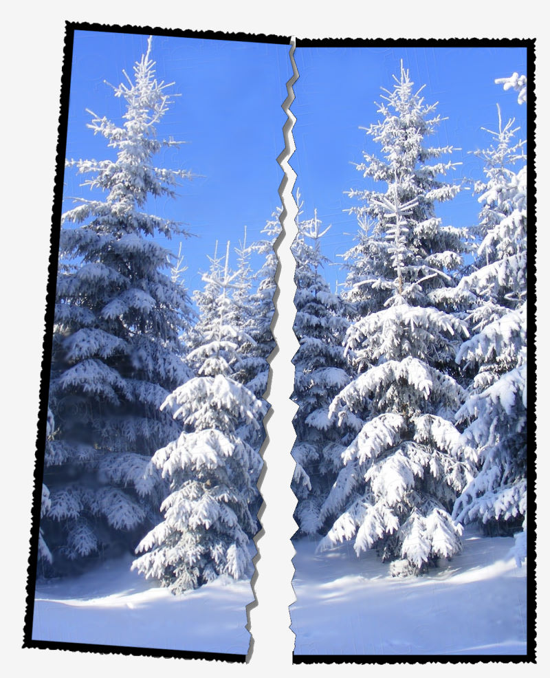 Tanne_Schnee_zerrissen.jpg