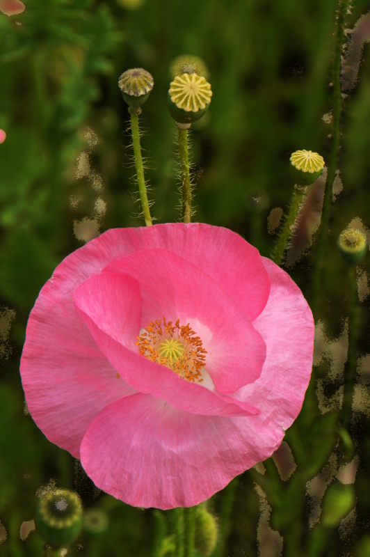 2011-06-02 091 Reichenau - Mohnfeld im Klostergarten_a800.jpg