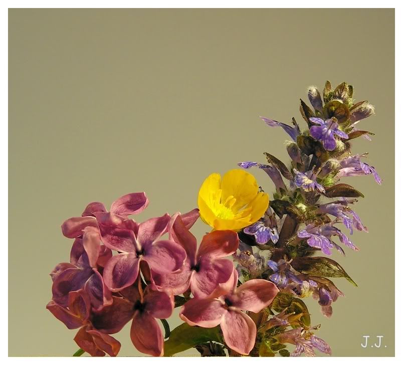 Blume1681.jpg