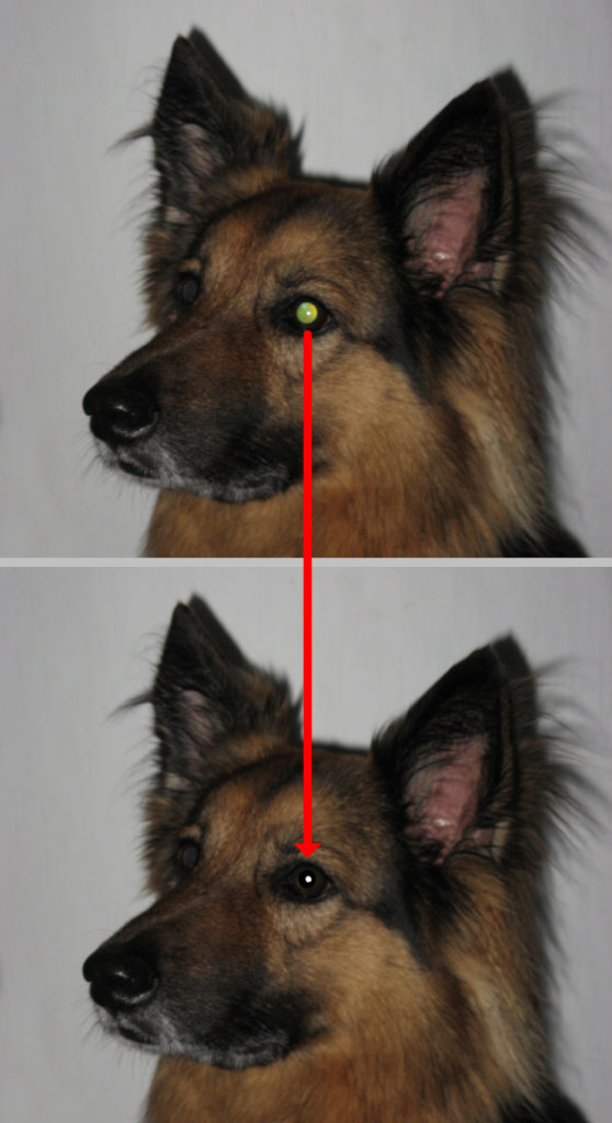 Hund_Auge_entfaerben.jpg