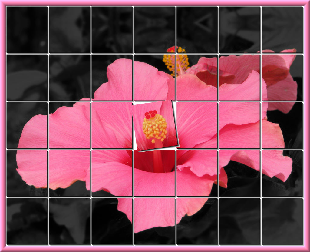 2010-06-14%2014-49-14_hibiskus_gekachelt.jpg