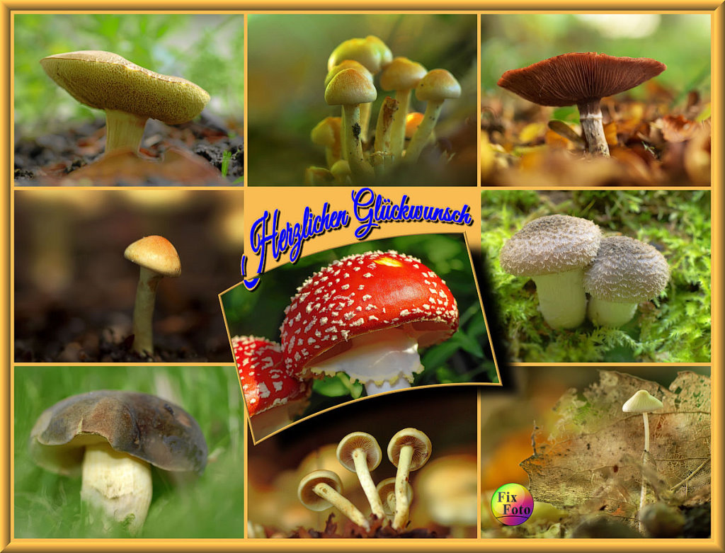 Collage_9_Bilder_gebogenes_Mittelbild.jpg