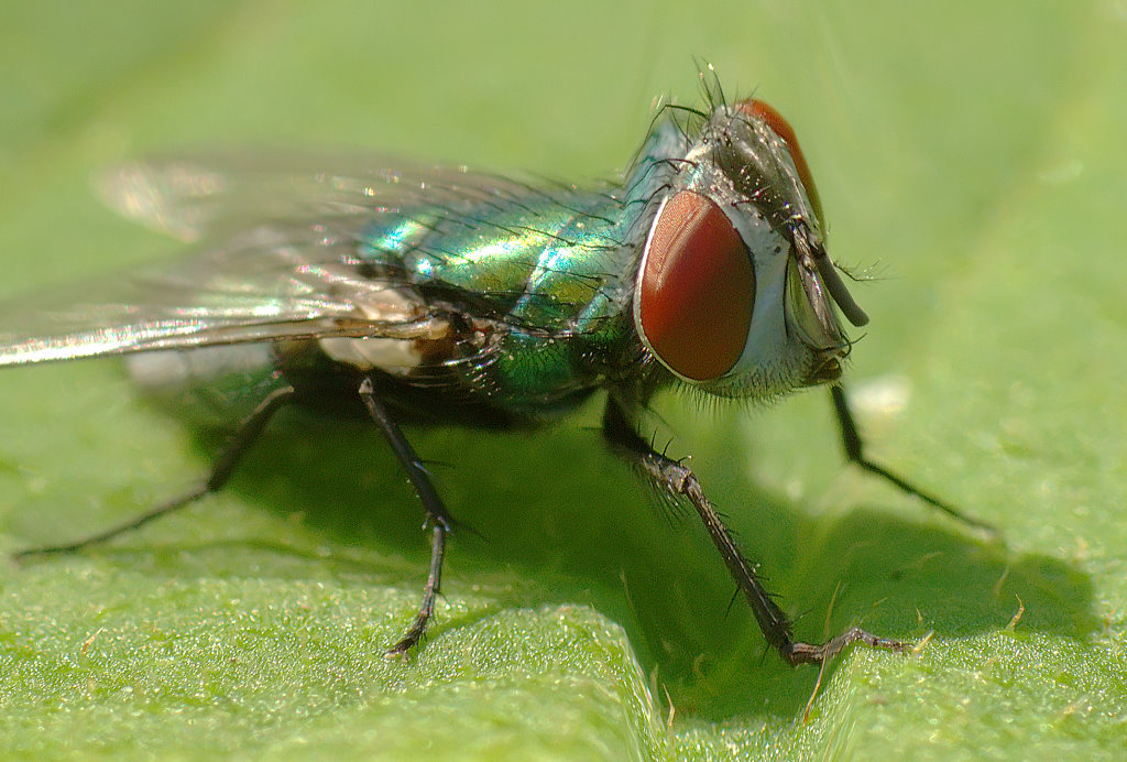 Fliegenmutation.jpg