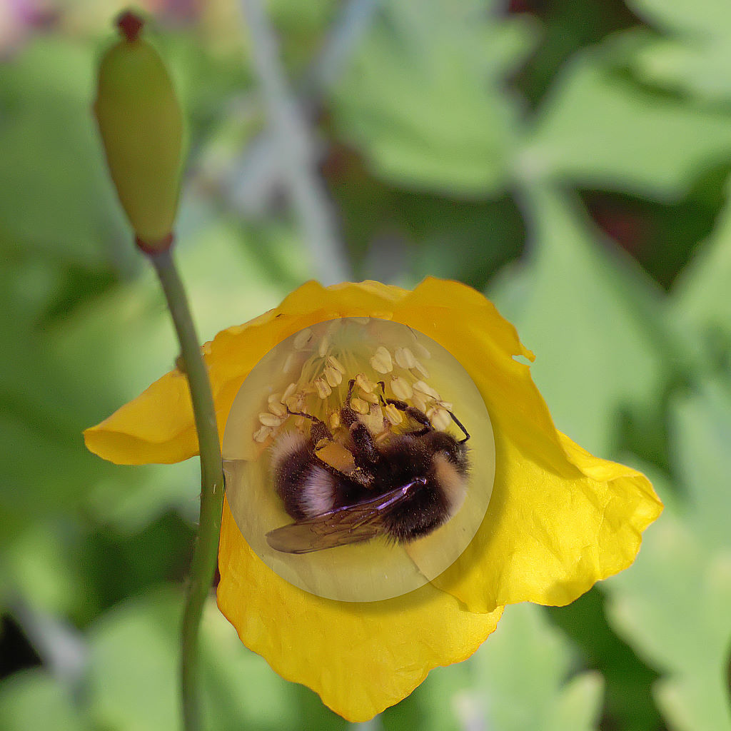 Mohn_mit_Hummel_maskiert.jpg