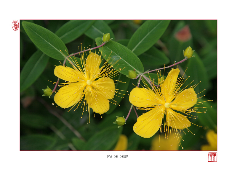 pasdedeux-color-k.jpg