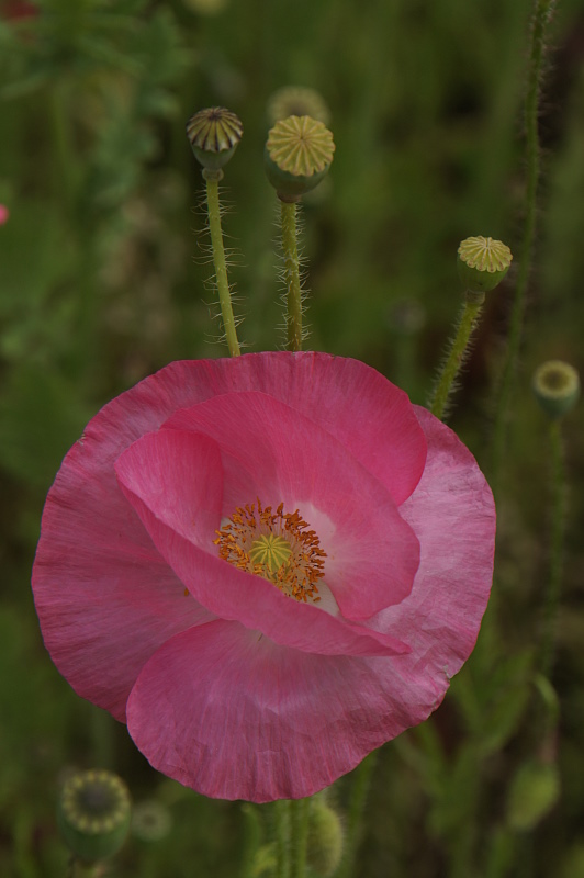 2011-06-02 091 Reichenau - Mohnfeld im Klostergarten_1000.jpg